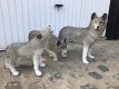set van 3 wolven